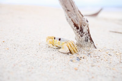 螃蟹靠近木棍放在沙子上
